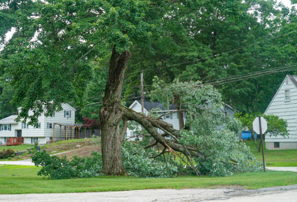 How Our Tree Care Process Works  in  Thayer, MO